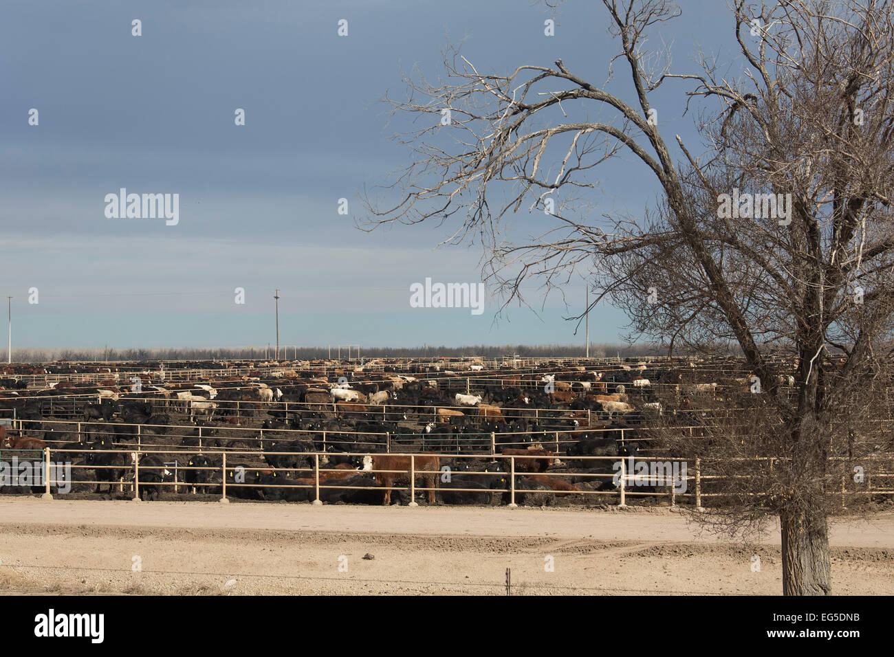 Kersey, Colorado - un engraissement du bétail exploités par JBS cinq rivières l'engraissement de bovins. Cela a une capacité d'engraissement de 98 000 bovins. Banque D'Images