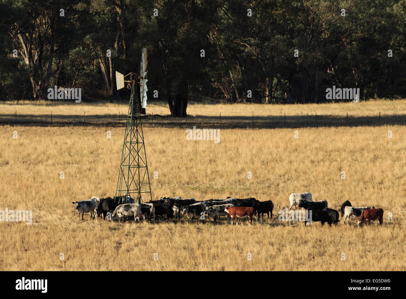 Une photographie d'un certains bovins assoiffés d'un moulin à vent sur une ferme dans le centre ouest de la Nouvelle-Galles du Sud (NSW), l'Australie. Banque D'Images