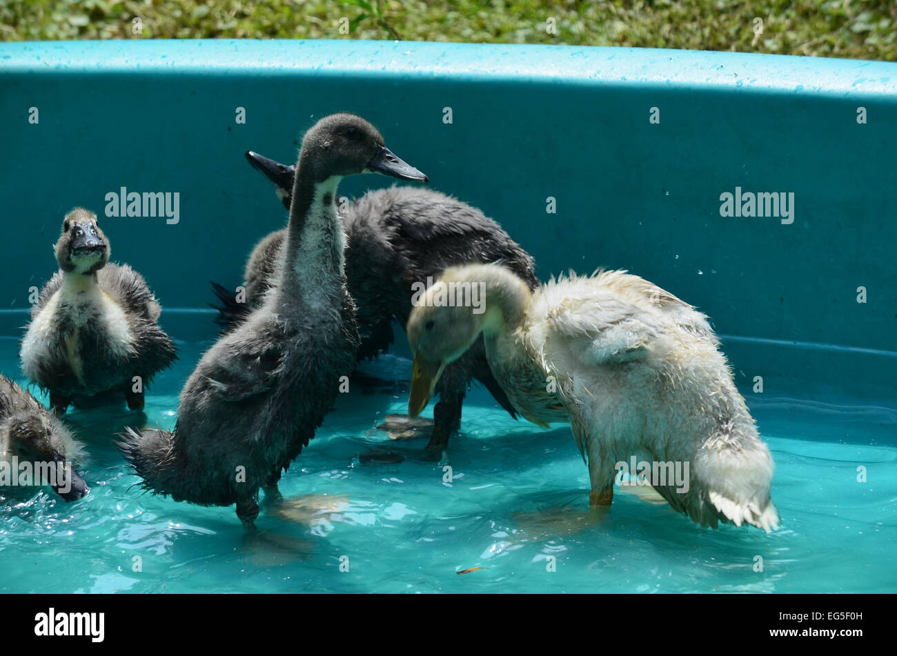 Les canards et oies dans un pool Banque D'Images
