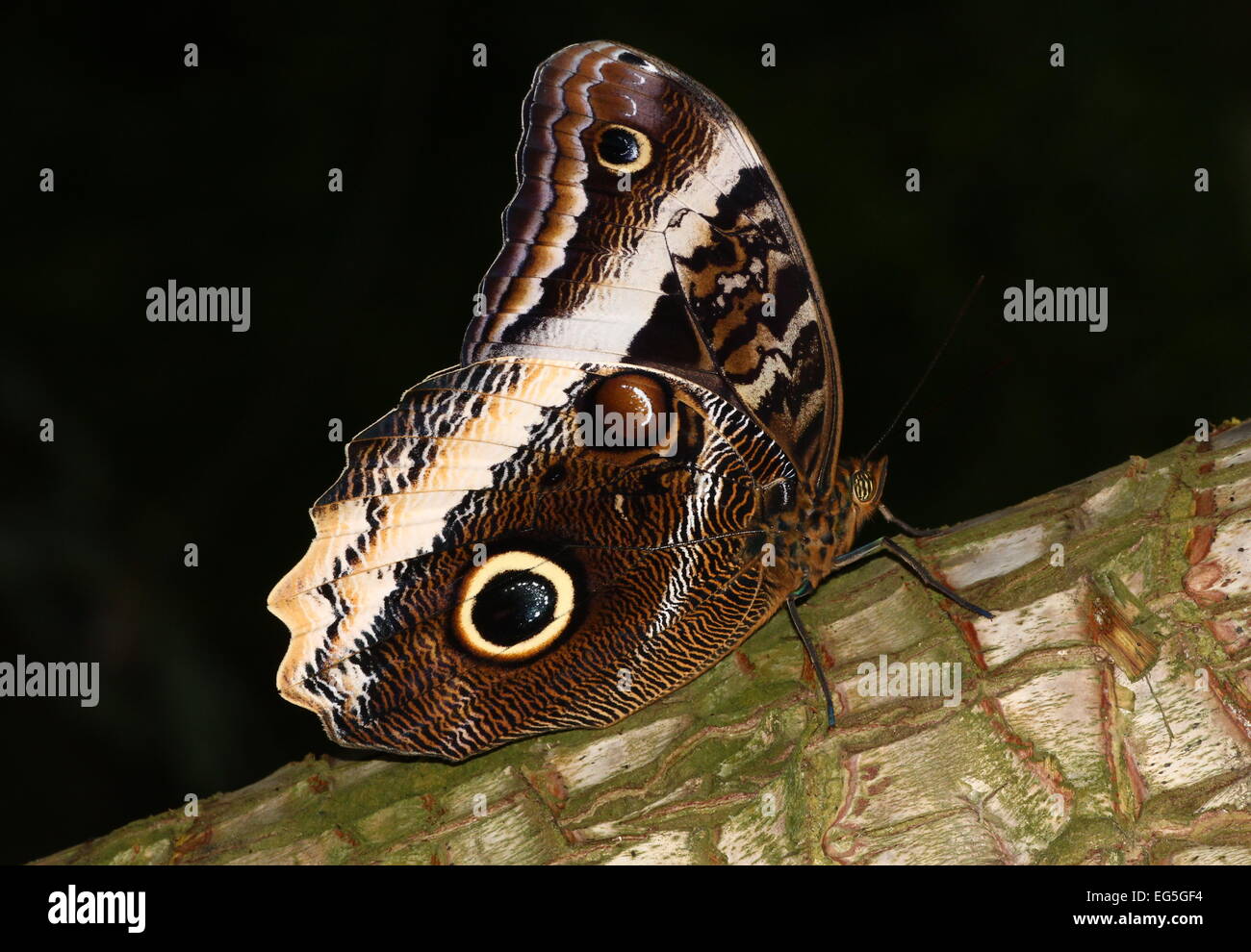 Grumes de jaune papillon Hibou géant (Caligo atreus) posant sur un arbre, les ailes fermées Banque D'Images