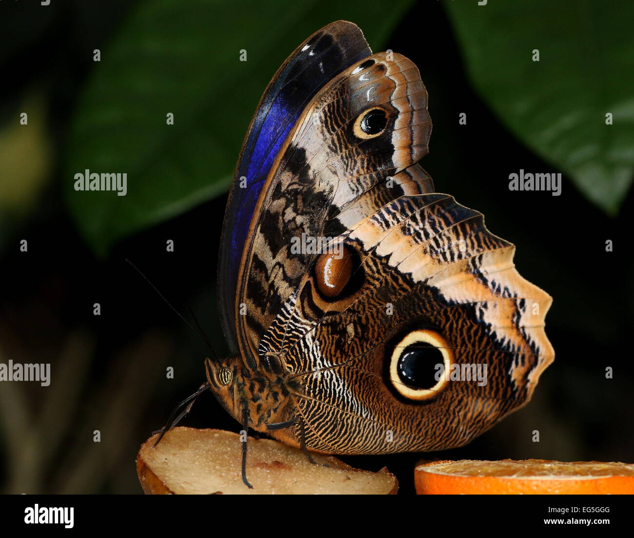 Grumes de jaune papillon Hibou géant (Caligo atreus) se nourrissant d'un morceau de fruit Banque D'Images