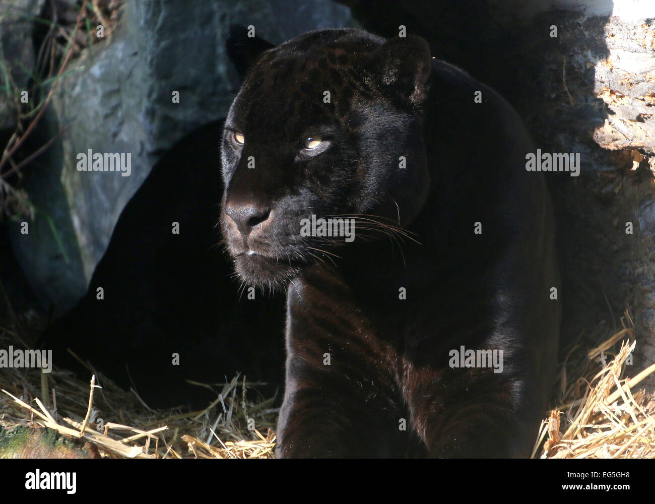 Melanistic Jaguar noir d'Amérique du Sud (Panthera onca), gros plan de la tête et le haut du corps Banque D'Images