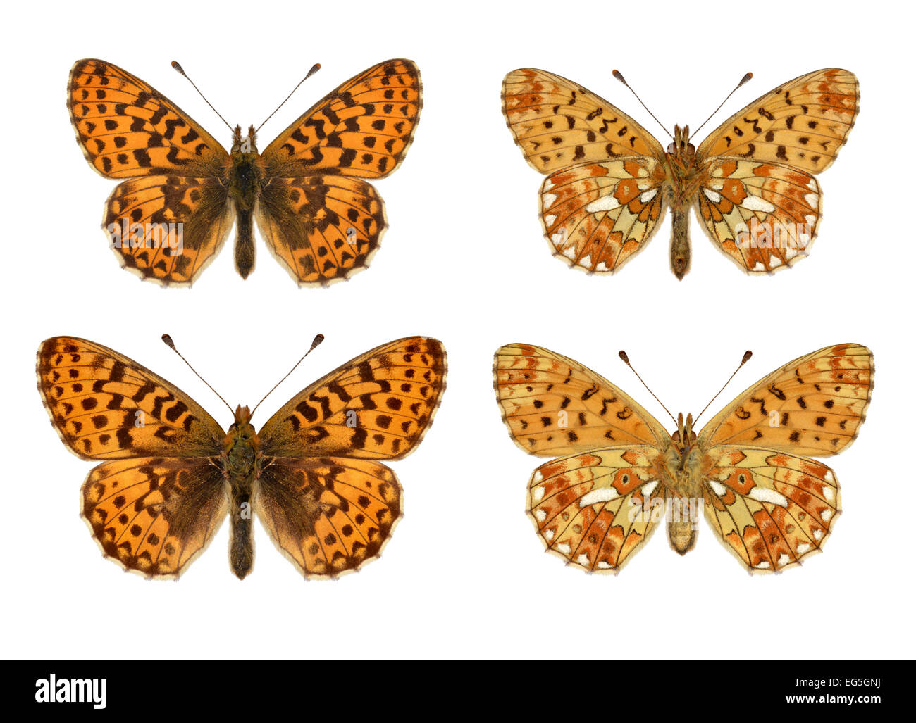 Pearl-bordé Fritillary - Boloria euphrosyne - mâle (rangée du haut) - femelle (rangée du bas) Banque D'Images