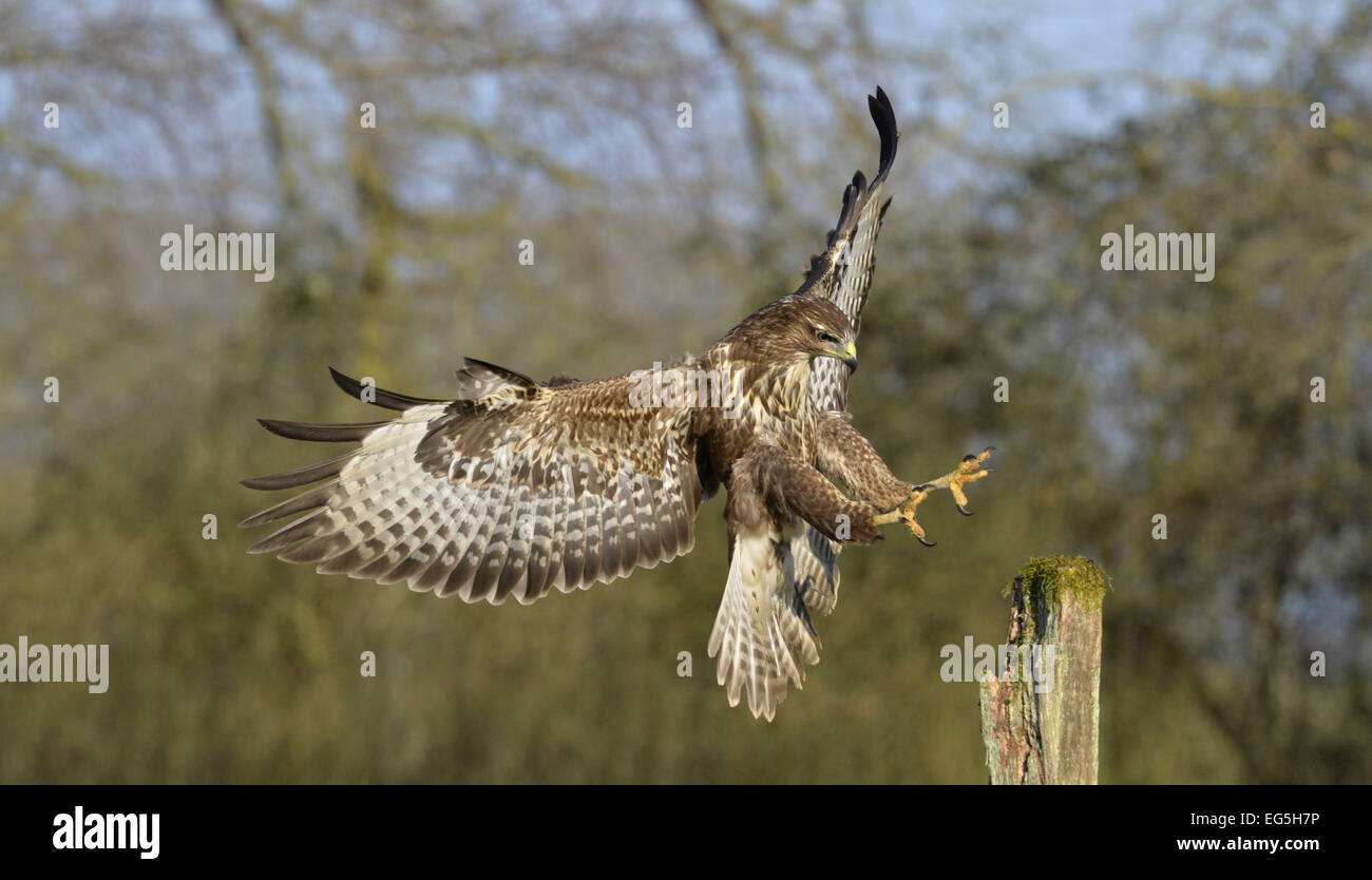 Buse variable - Buteo buteo Banque D'Images