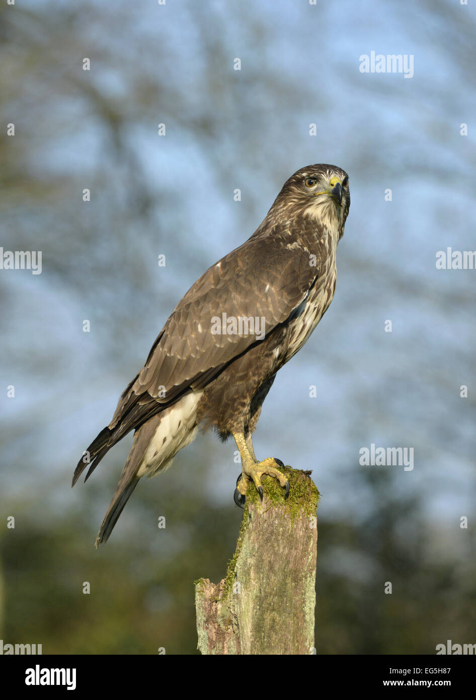 Buse variable - Buteo buteo Banque D'Images