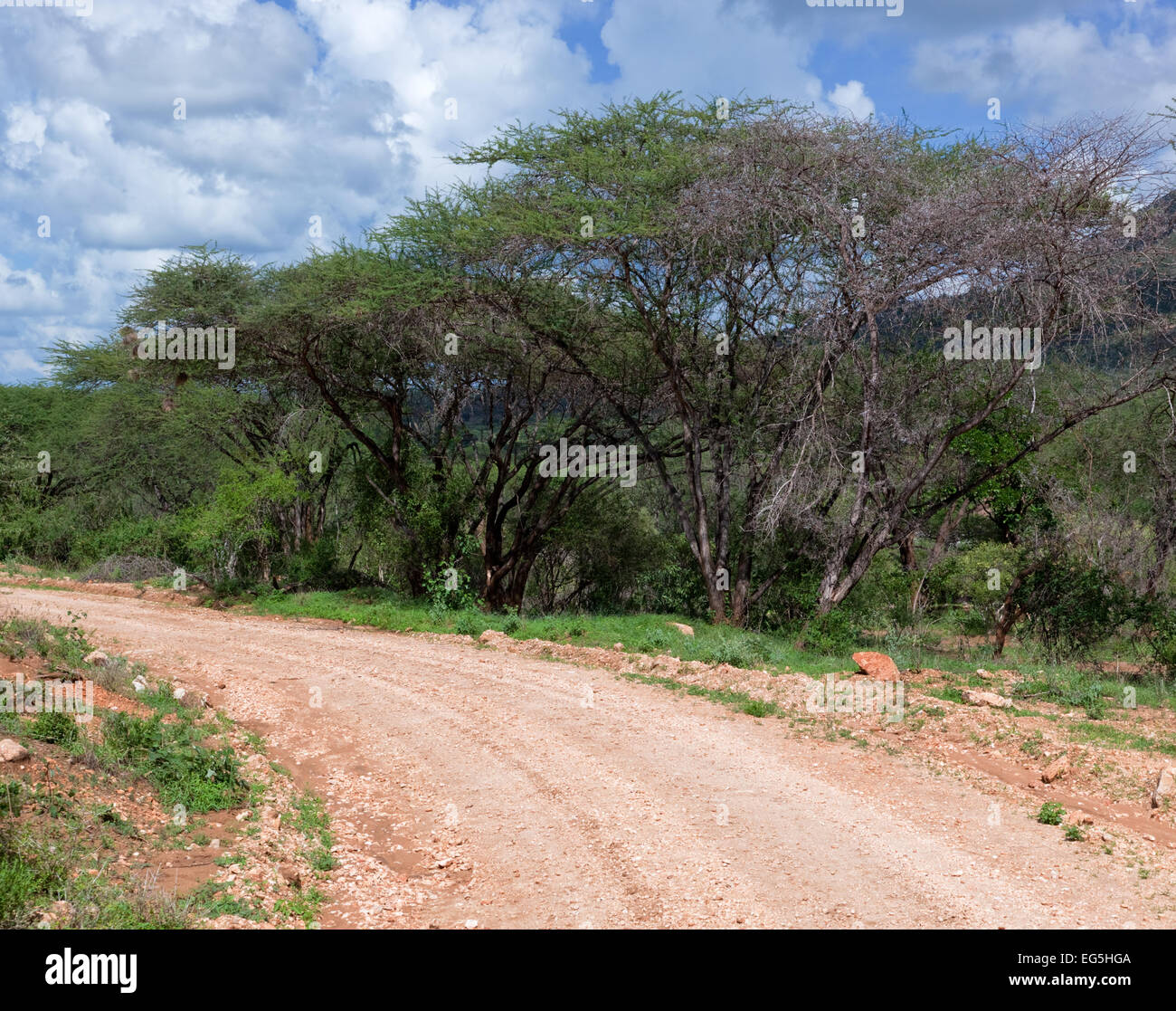 La masse rouge road et bush avec paysage de savane en Afrique. L'Ouest de Tsavo, au Kenya. Banque D'Images