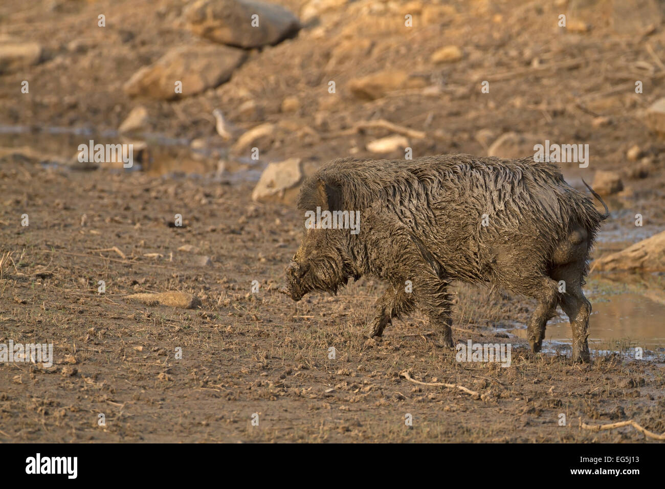 Sanglier indien - Sus scrofa cristatus - mâle Banque D'Images