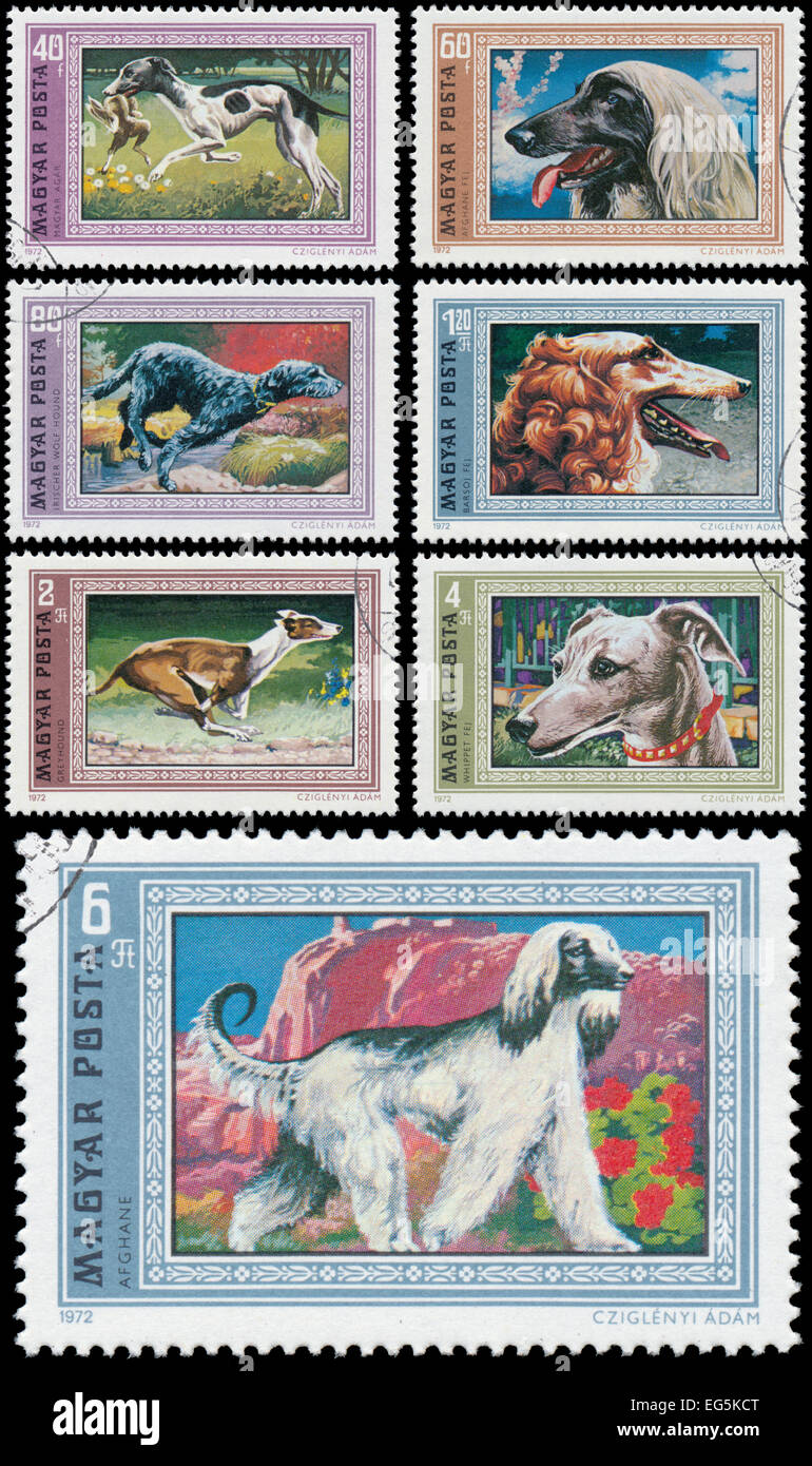 Hongrie - circa 1972 : ensemble de timbres imprimés en Hongrie montre des images de chiens, vers 1972 Banque D'Images