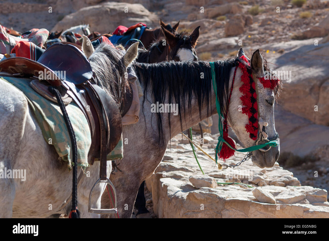 Groupe de chevaux près de l'entrée de Al Siq, le canyon menant à Petra, Jordanie Banque D'Images