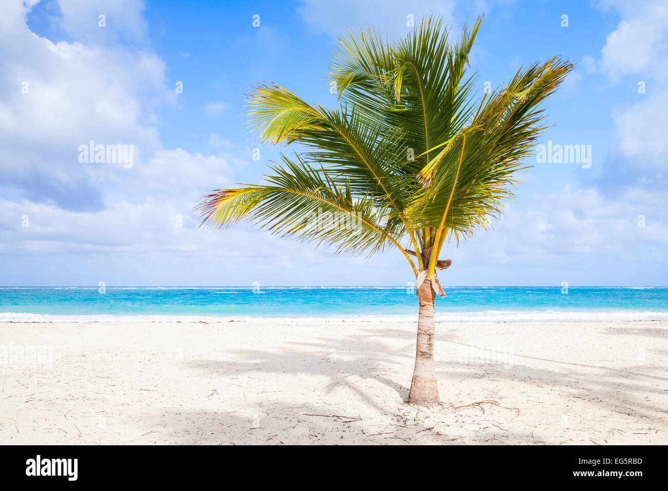 Palmier sur une plage de sable. Côte de l'océan Atlantique, la République Dominicaine Banque D'Images