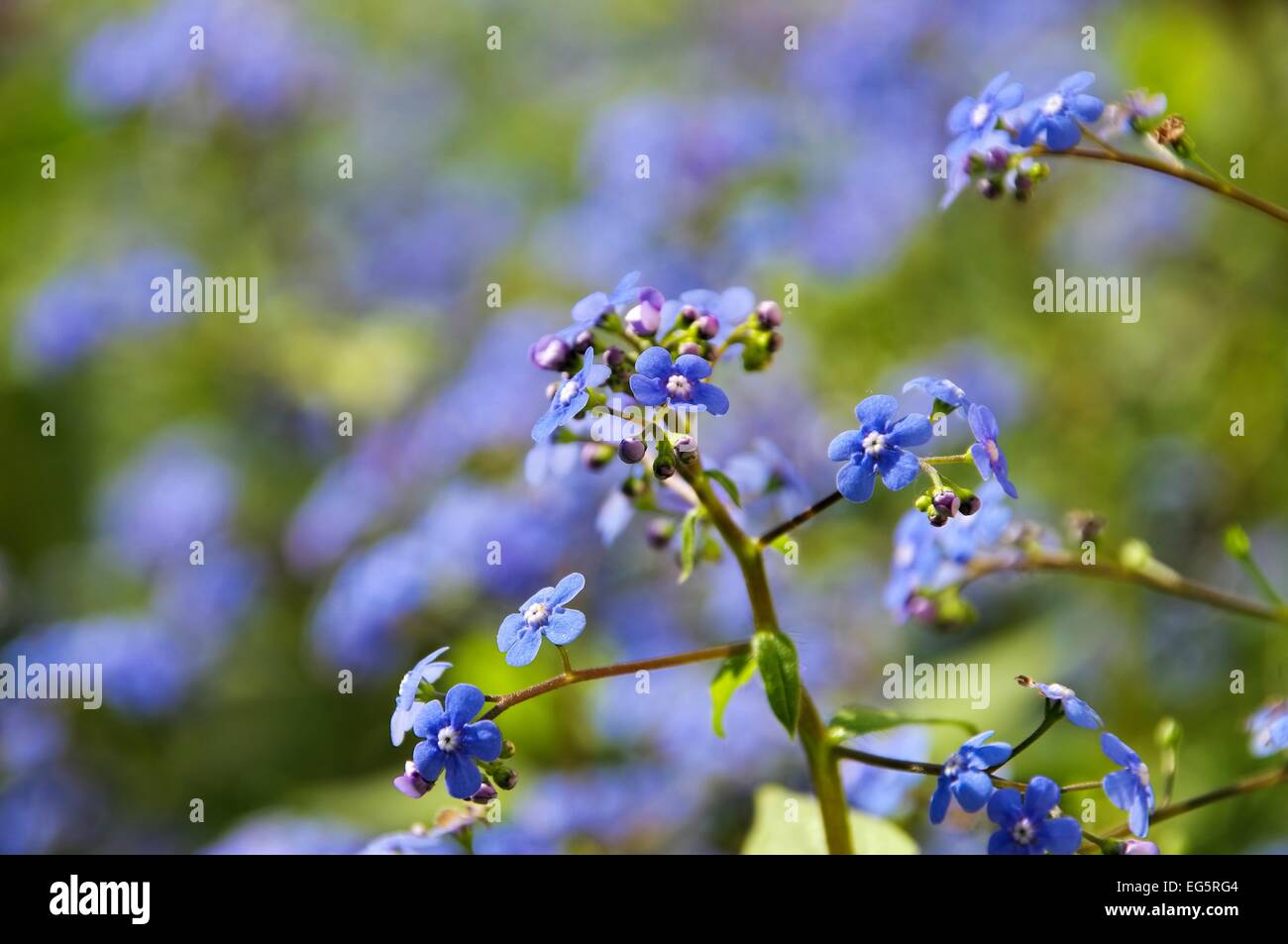 Kaukasusvergissmeinnicht - Brunnera macrophylla 06 Banque D'Images