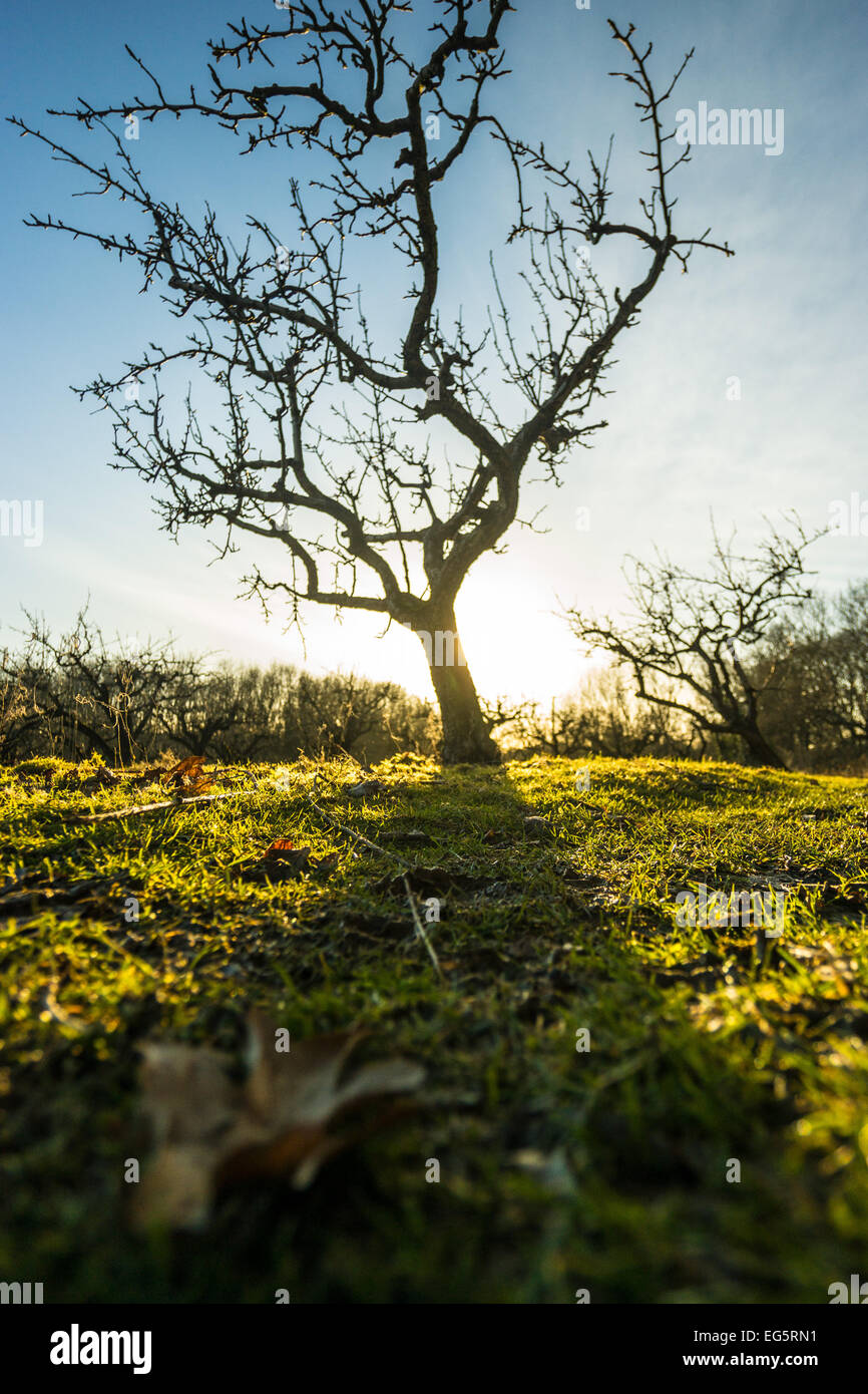 Ashford, Kent, UK. 17 Février, 2015. UK météo nouvelles. Un vrai sentiment de printemps sur le chemin avec une belle journée ensoleillée à la fin de la campagne du Kent Crédit : Gary telford/Alamy Live News Banque D'Images