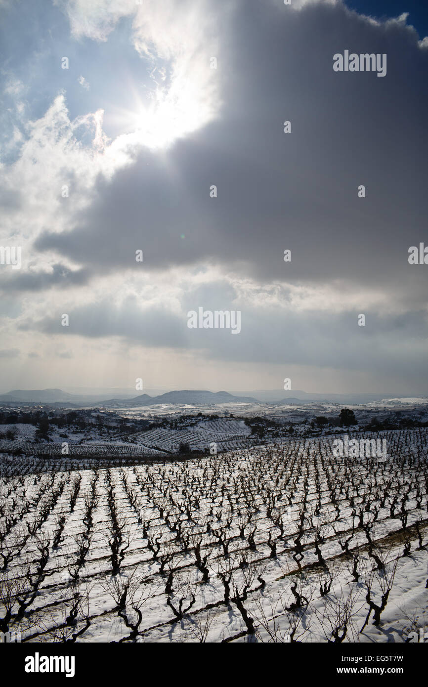 8/2/15 Les vignobles de La Rioja, près de Samaniego, Alava, Pays Basque, Espagne. Photo de James Sturcke. Banque D'Images