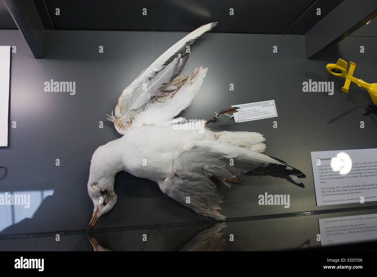L'exposition 'Les animaux avec une histoire", oiseau mort dans le musée d'Histoire Naturelle de Rotterdam en Hollande, aux Pays-Bas. Banque D'Images