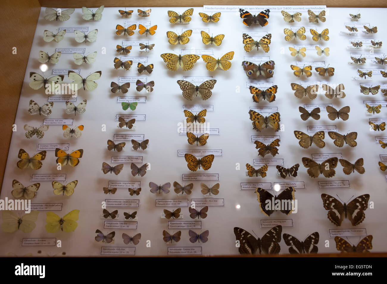 Collection de papillons au Musée d'Histoire Naturelle de Rotterdam en Hollande, aux Pays-Bas. Banque D'Images