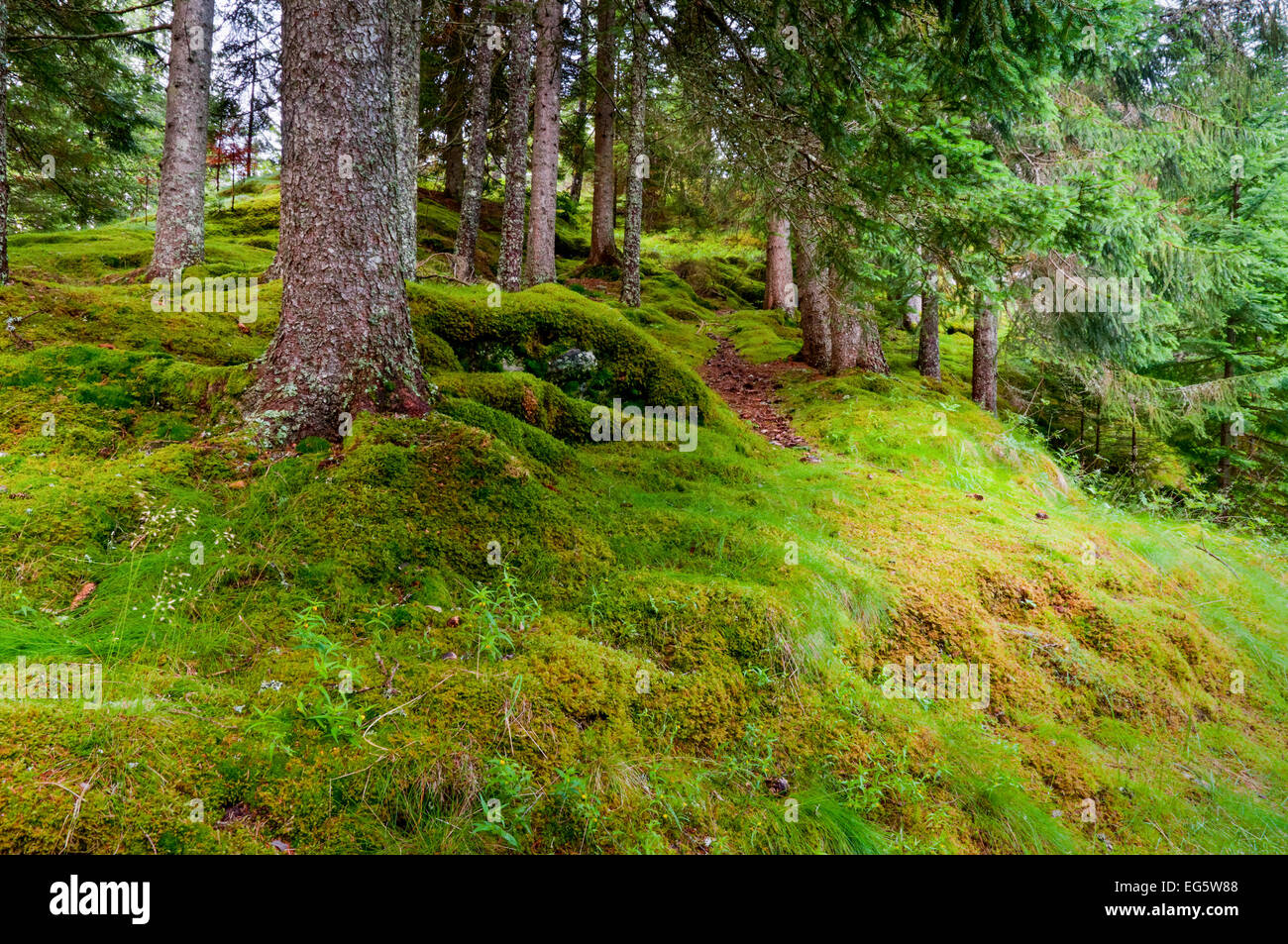 Moss et pierres couvertes d'herbe sur le sol forestier dans les bois dans le nord du pays de la Norvège. Scandiavian Banque D'Images