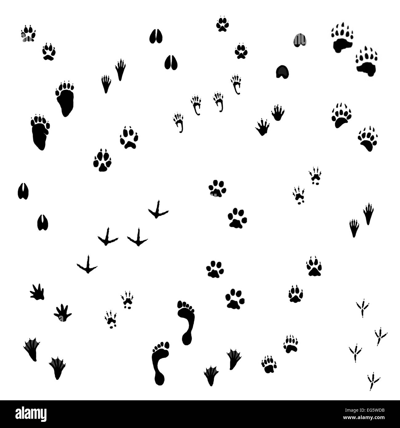 Des pistes d'animaux sur fond blanc Banque D'Images