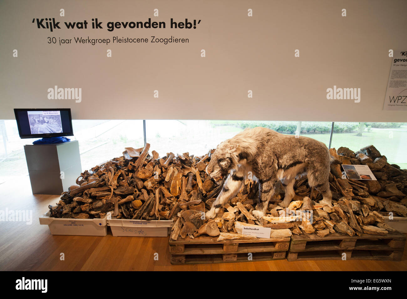 Tigre à dents de sabre (Homotherium latidens) dans le musée d'Histoire Naturelle de Rotterdam en Hollande, aux Pays-Bas. Banque D'Images