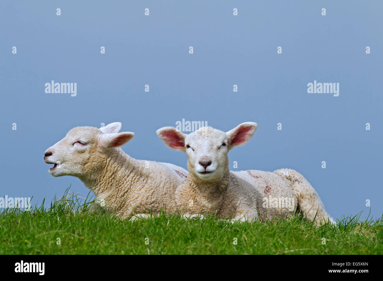 Le mouton domestique (Ovis aries), deux agneaux blanc couché dans la prairie au printemps Banque D'Images