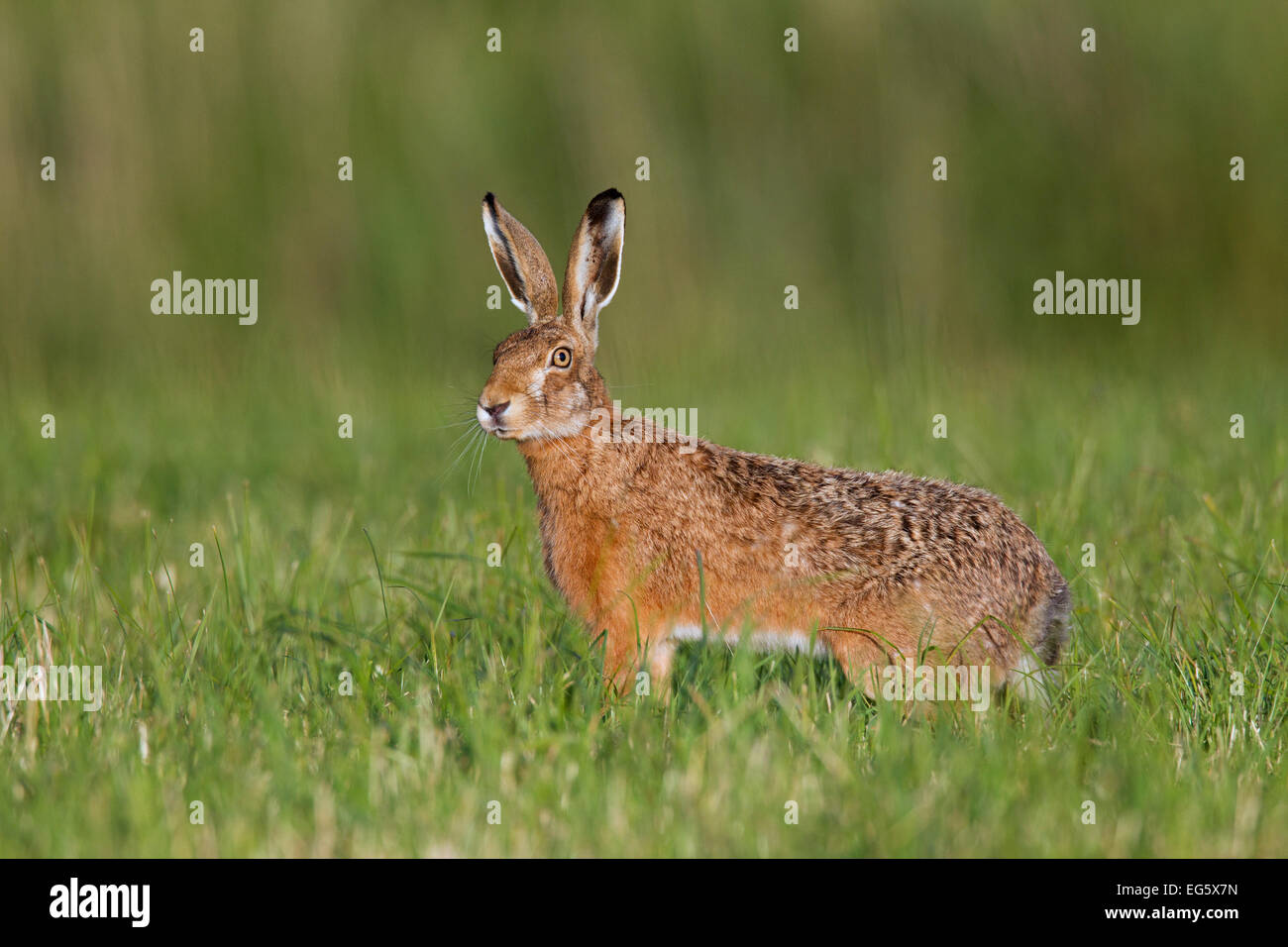 European Brown Hare (Lepus europaeus) dans la zone Banque D'Images