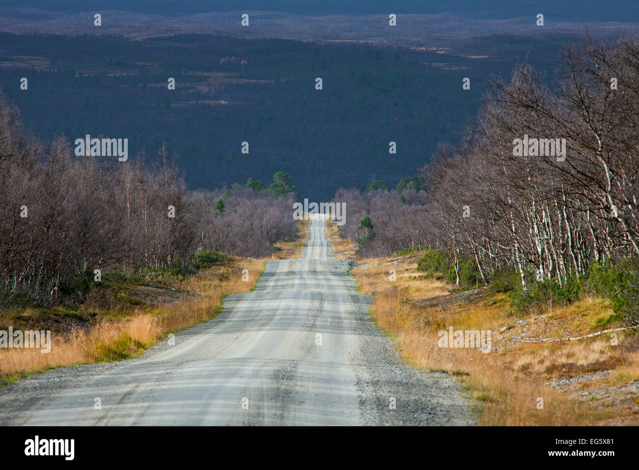 Route de terre de désolation à travers forêt de bouleaux en automne, Jämtland / Jaemtland, Suède Banque D'Images
