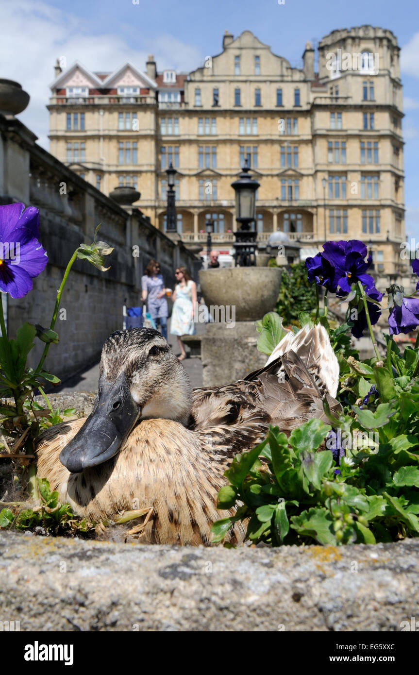 Canard colvert (Anas platyrhynchos) femelle nichant dans des pots de pierres ornementales parmi les pensées (Viola x wittrockiana), camouflé Banque D'Images