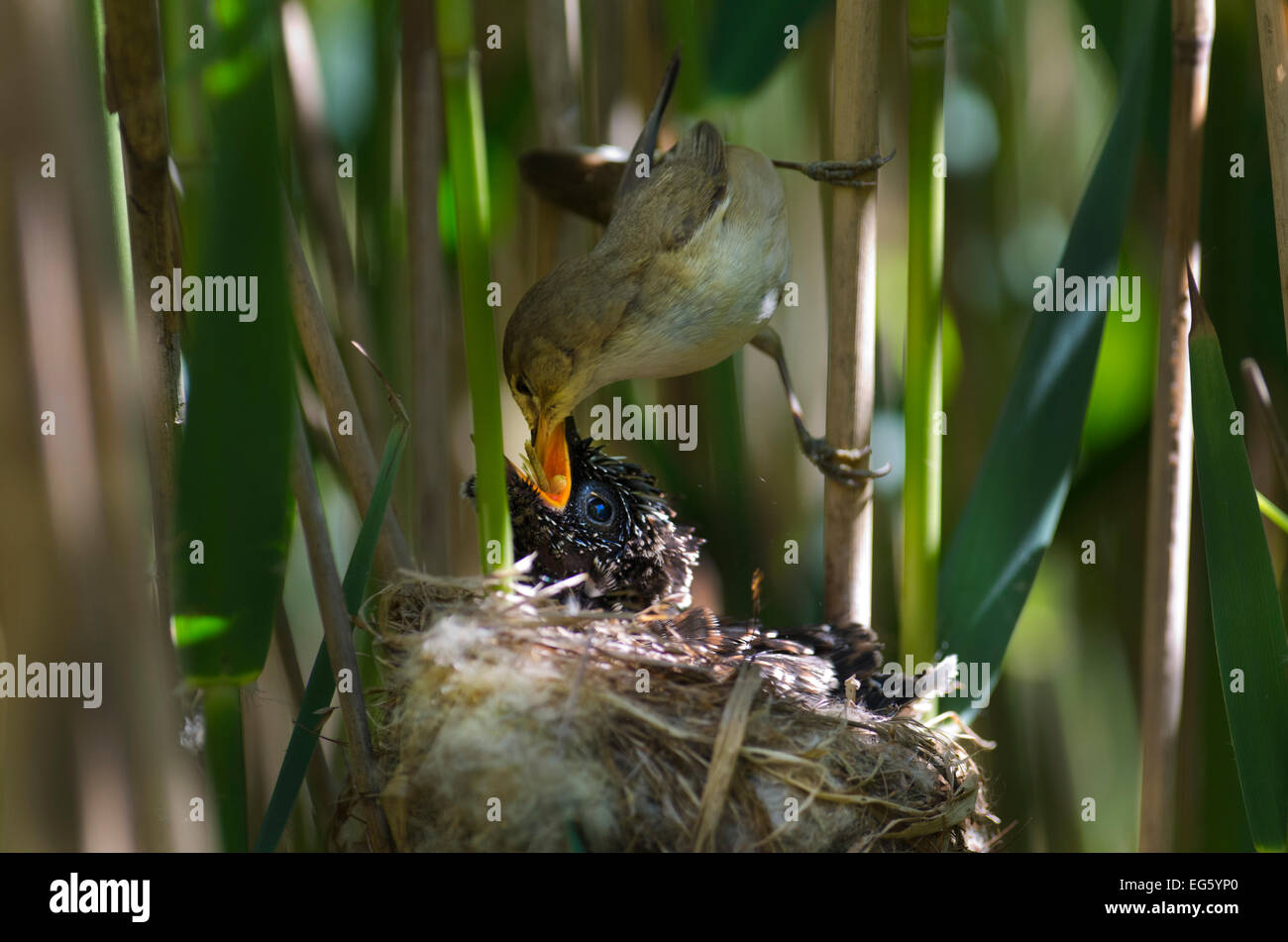 (Cuculus canorus Coucou) 12 jour poussin dans Reed Warbler (Acrocephalus scirpaceus) nid alimenté par Reed warbler, Fenland, Norfolk, UK, Banque D'Images