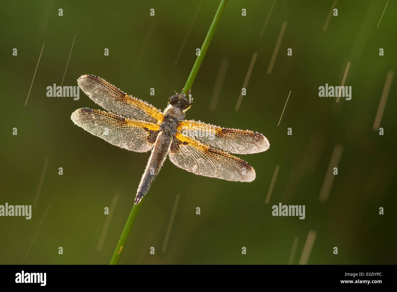 Four-spotted chaser dragonfly (Libellula quadrimaculata) dans la pluie, Westhay SWT réserver, Somerset, Angleterre, Royaume-Uni, juin. Photo Banque D'Images
