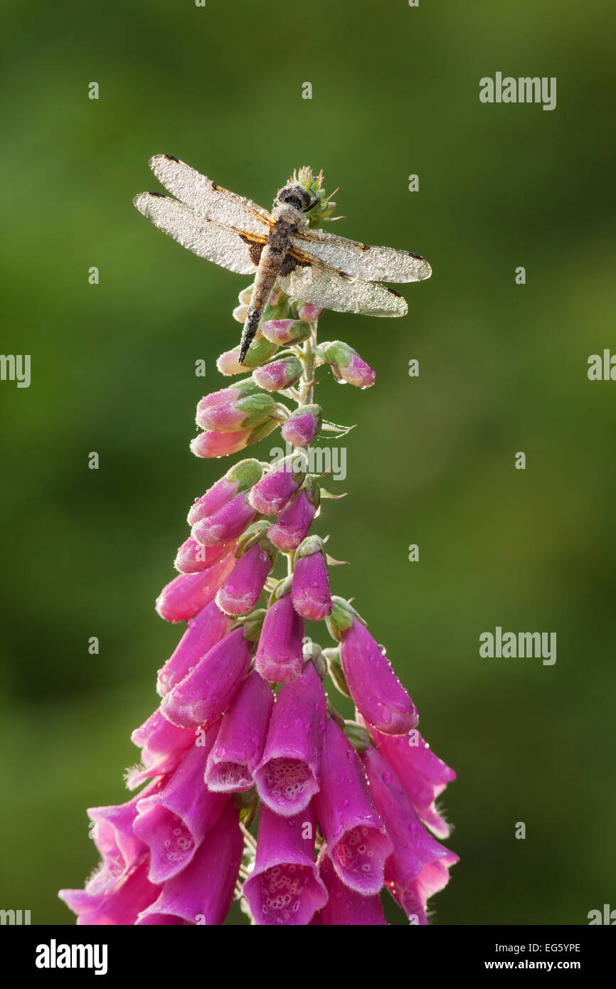 Four-spotted chaser dragonfly (Libellula quadrimaculata) sur les fleurs de la digitale, Westhay SWT réserver, Somerset, England, UK, Banque D'Images