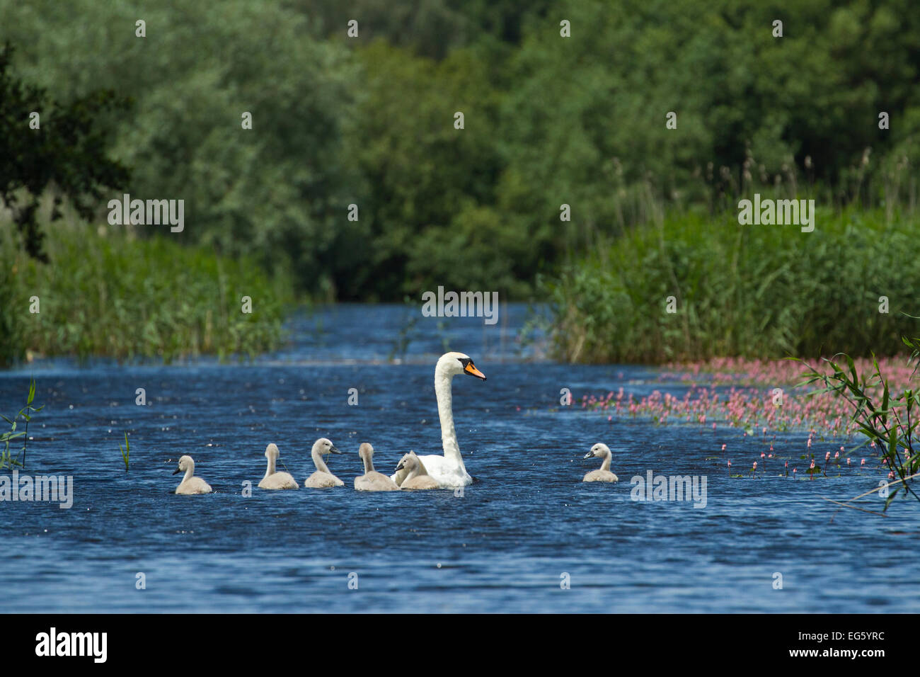 Mute swan (Cygnus olor) et cygnets sur l'eau, l'Westhay Moor SWT réserver, Somerset Levels, Somerset, Angleterre, Royaume-Uni, juin 2011 Banque D'Images