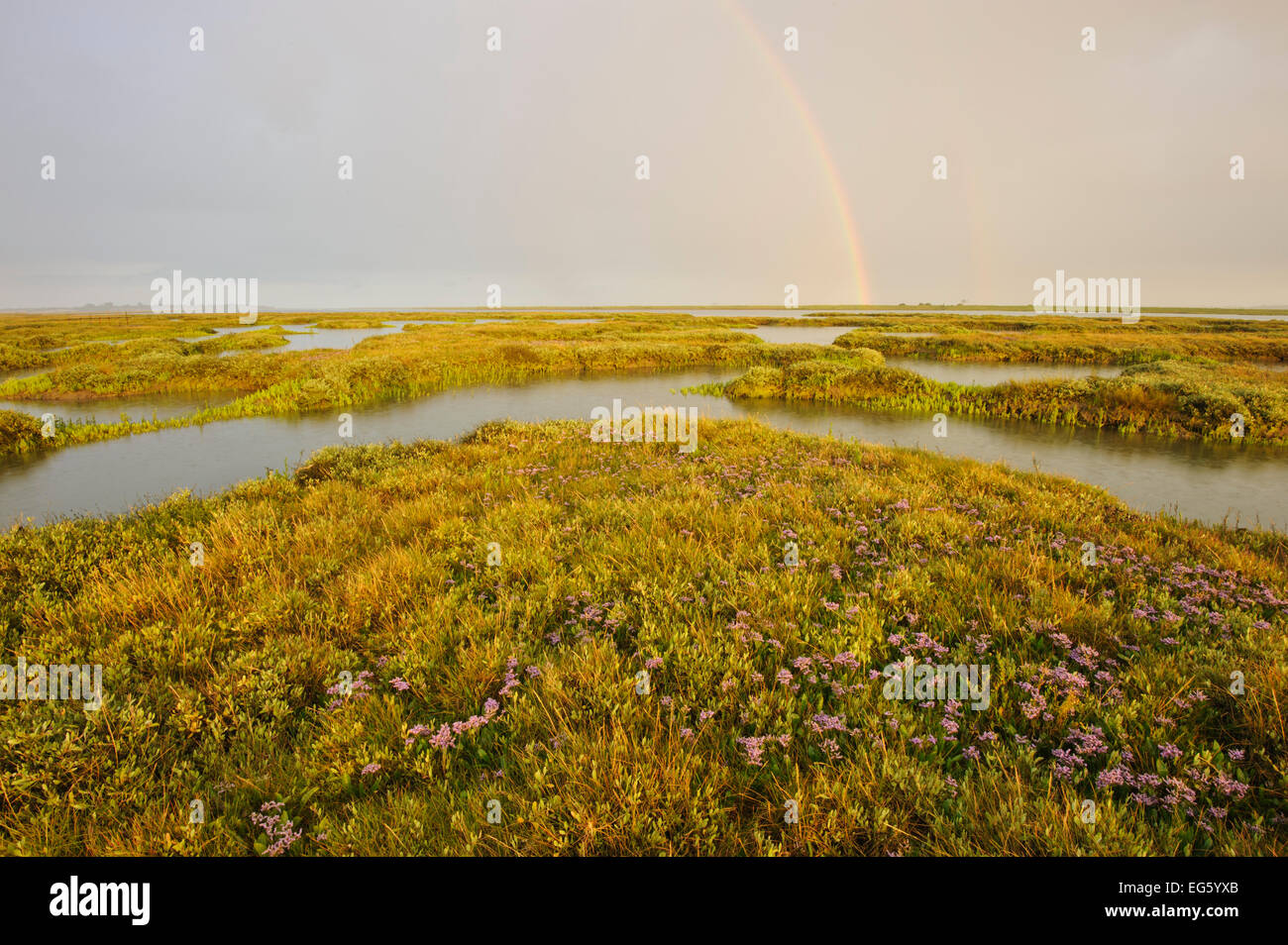 La lavande de mer (Limonium vulgare) et la mer (pourpier Halimione portulacoides) croissant sur l'habitat de marais salants régénérée, avec rainbow, Abbotts Hall Farm Nature Reserve, Essex, Angleterre, Royaume-Uni, juillet 2011. VISION 2020 Exposition. Années 2020 Livre VISION Plaque. Banque D'Images