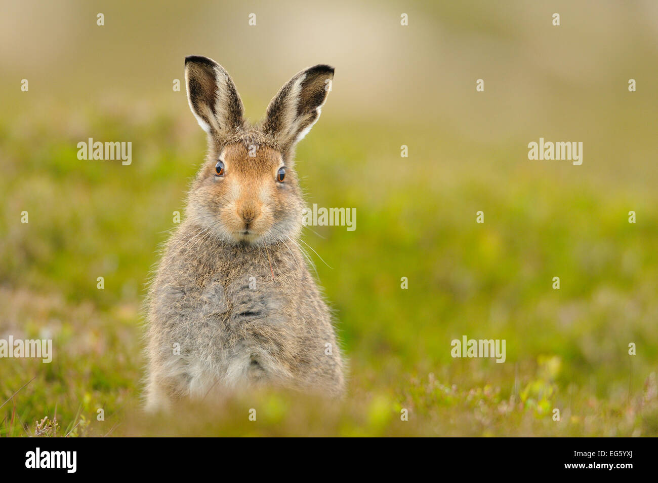 Lièvre variable (Lepus timidus) sub-adultes leveret, Parc National de Cairngorms, en Écosse, au Royaume-Uni, en juillet. Années 2020 Livre VISION Plaque. Le saviez-vous ? Les lièvres variables ont été au Royaume-Uni pour plus de 100 000 ans - beaucoup plus long que le lièvre brun qui n'a été introduite qu'il y a 2000 ans. Banque D'Images