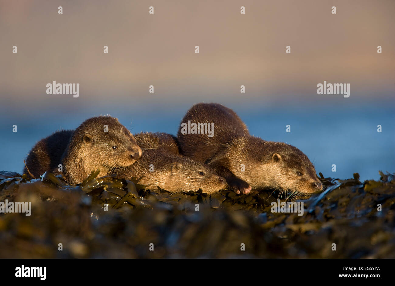 Trois des loutres de rivière (Lutra lutra) reposant sur l'algue, île de Mull, Hébrides intérieures, Écosse, Royaume-Uni, novembre. Années 2020 Livre VISION Plaque. Banque D'Images