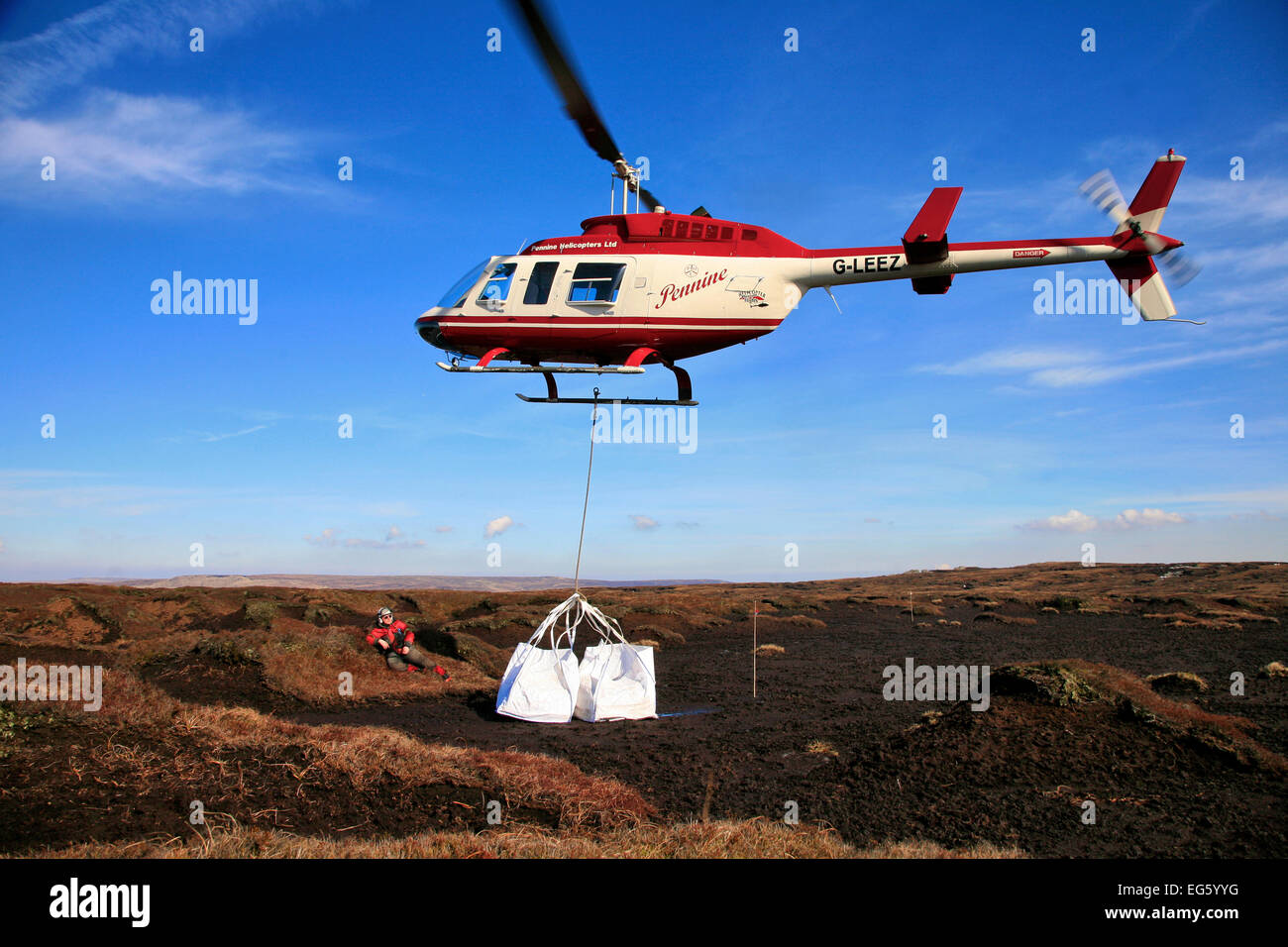 La chute de l'hélicoptère de la charge impétueuse sur la lande de bruyère. Le heather fournit une source de semences pour régénérer la tourbe paysage, Kinder Scout, NNR Derbyshire, Angleterre, Royaume-Uni, juillet. Années 2020 Livre VISION Plaque. Banque D'Images