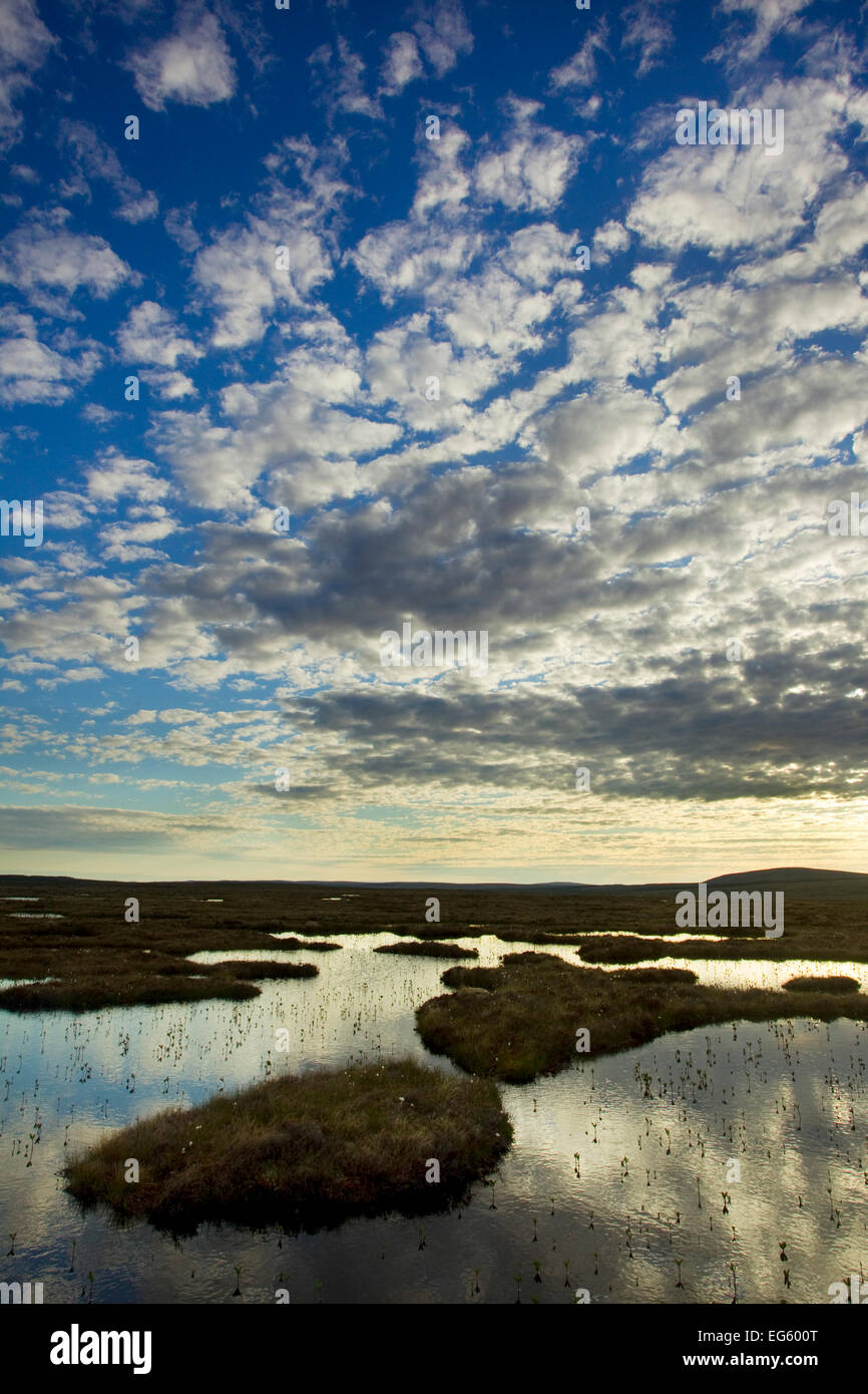 Système de pool sur tourbière à l'aube, Forsinard réserve RSPB flux Flux, Pays, Sutherland, Scotland, UK, Juin 2011 Banque D'Images