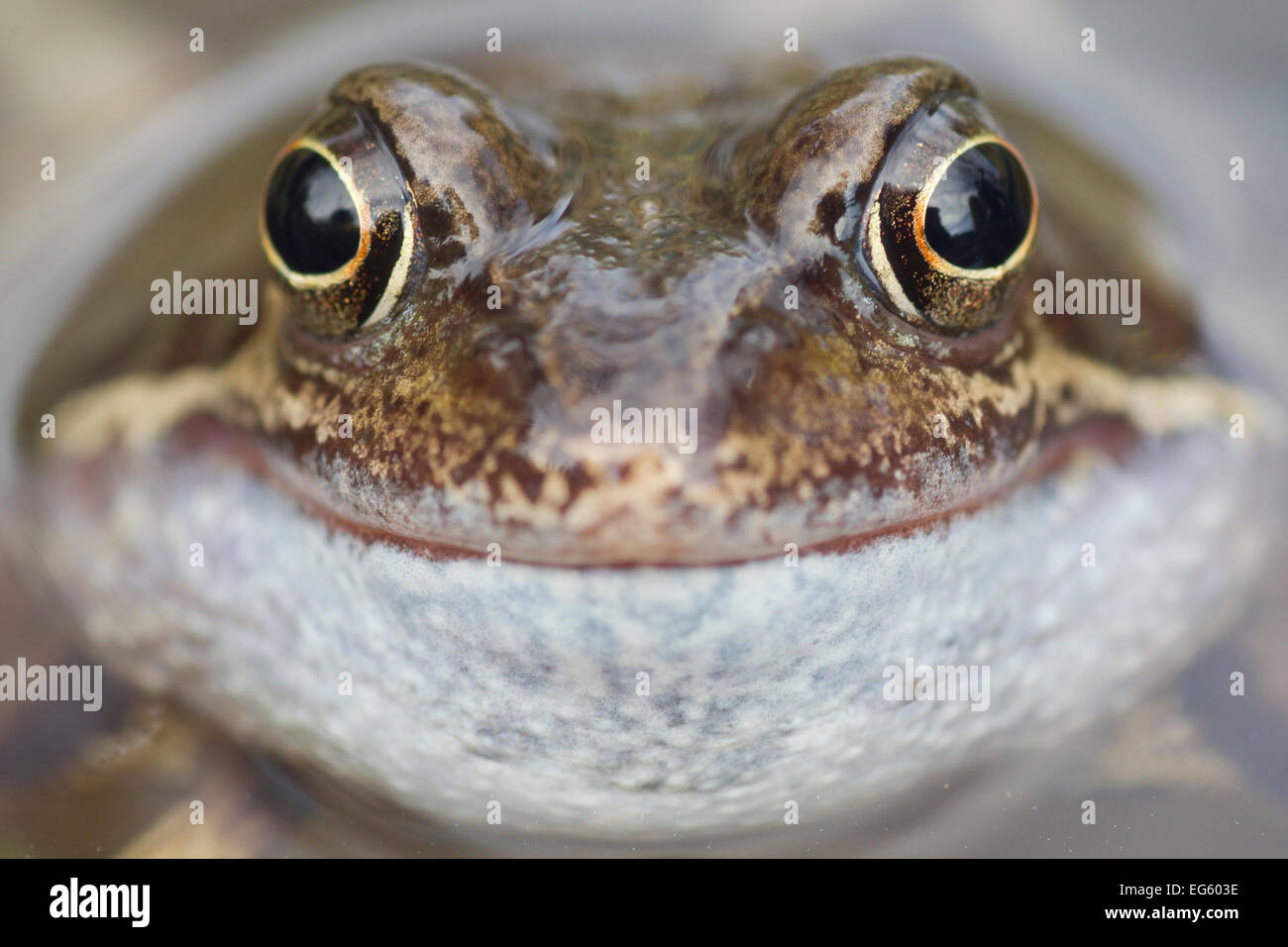 Portrait de grenouille rousse (Rana temporaria) en étang de jardin, Warwickshire, Angleterre, Royaume-Uni, mars. Années 2020 Livre VISION Plaque. Banque D'Images