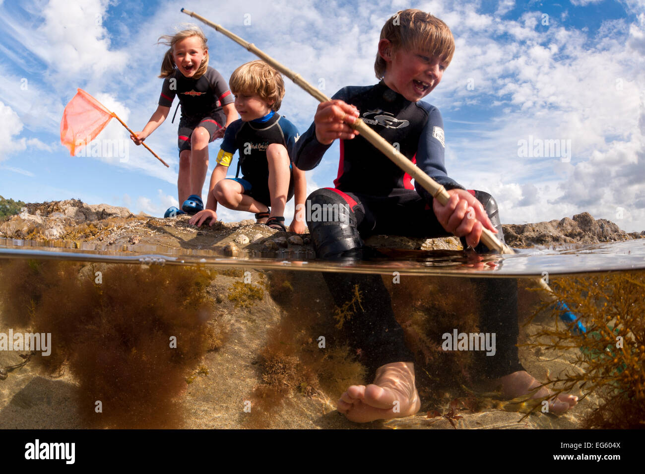 Les enfants bénéficiant d'immersion dans rockpools à marée basse dans la région de Falmouth, Cornwall, England, UK, juillet, tous les modèles de libéré. Le saviez-vous ? Vous n'êtes jamais à plus de 26 kilomètres de la mer, à Cornwall. Banque D'Images