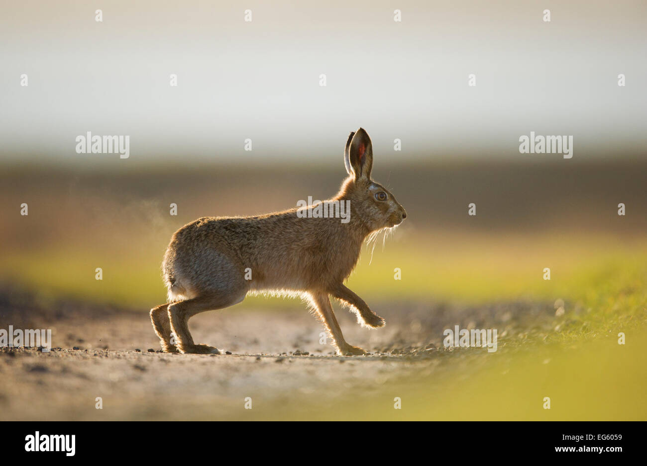 European brown hare (Lepus europaeus) mâle adulte, d'exécution, la poursuite d'une femme, Elmley Marais, Kent, Royaume-Uni, février Banque D'Images