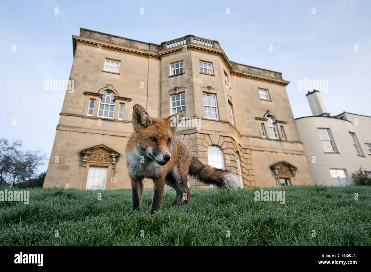 Les jeunes red fox (Vulpes vulpes) en parc urbain, Bristol, UK, janvier. Le saviez-vous ? Les renards dans la nature ont généralement très peu de vie, avec la plupart de l'ordre de 2 ans. Banque D'Images