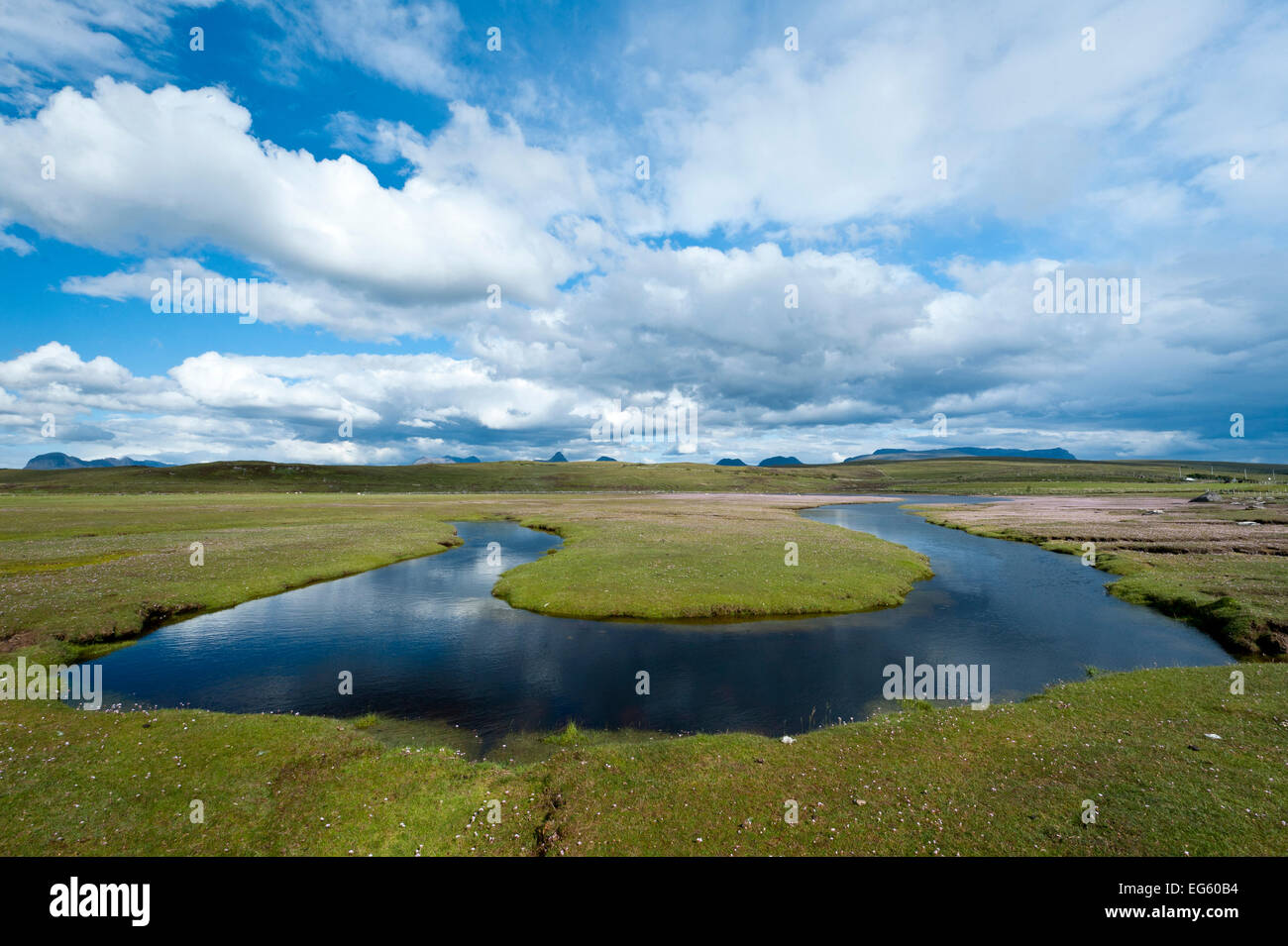 (Thrift Armeria maritima) floraison sur saltmarsh à l'extrémité sud de la Baie d'Achnahaird Coigach, Assynt et Sutherland,, l'Écosse, U Banque D'Images