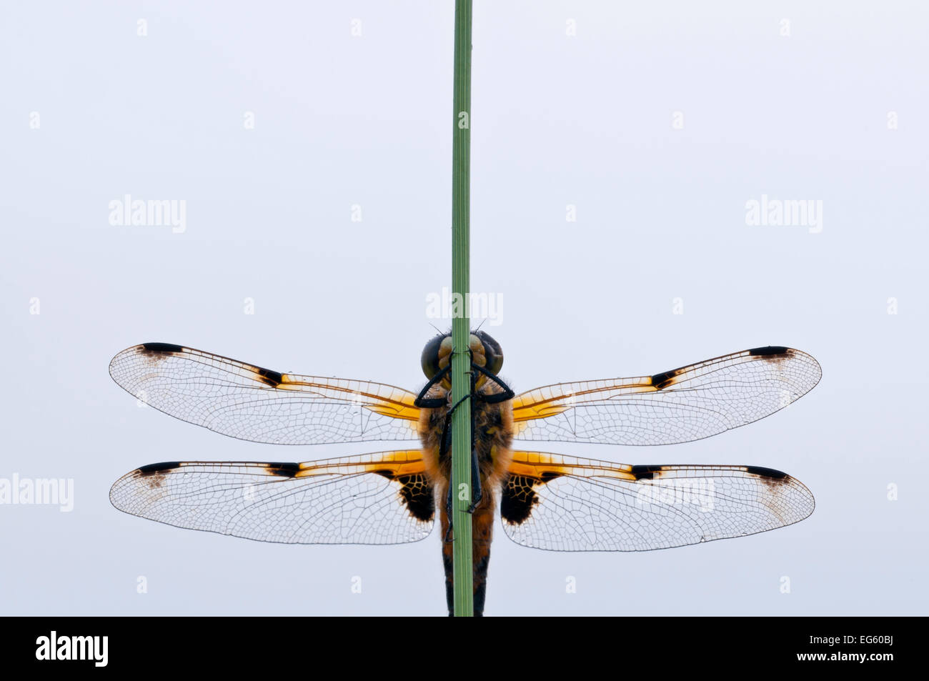 Four-spotted chaser} {Libellula quadrimaculata libellule, portrait, Shapwick réserve naturelle, les niveaux de Somerset, Royaume-Uni, juin Banque D'Images