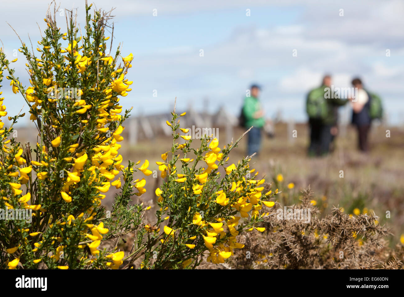 Sur la nature de la famille marche à flux Forsinard RSPB avec bush ajoncs en fleurs au premier plan, le débit pays, Caithness, Highland, Sc Banque D'Images