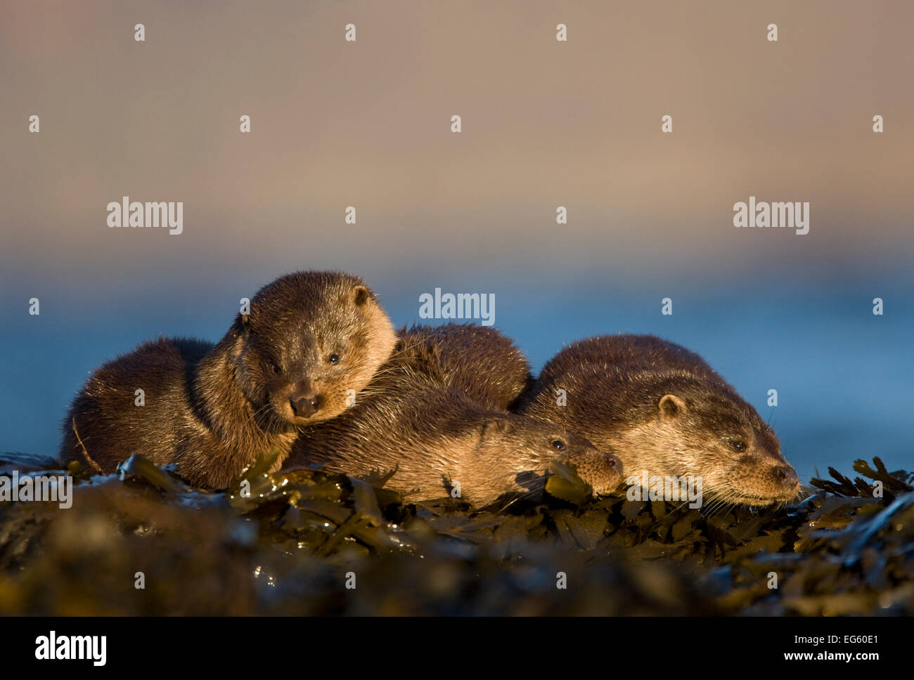 Trois des loutres de rivière (Lutra lutra) reposant parmi les algues, île de Mull, Hébrides intérieures, Écosse, Royaume-Uni, décembre Banque D'Images