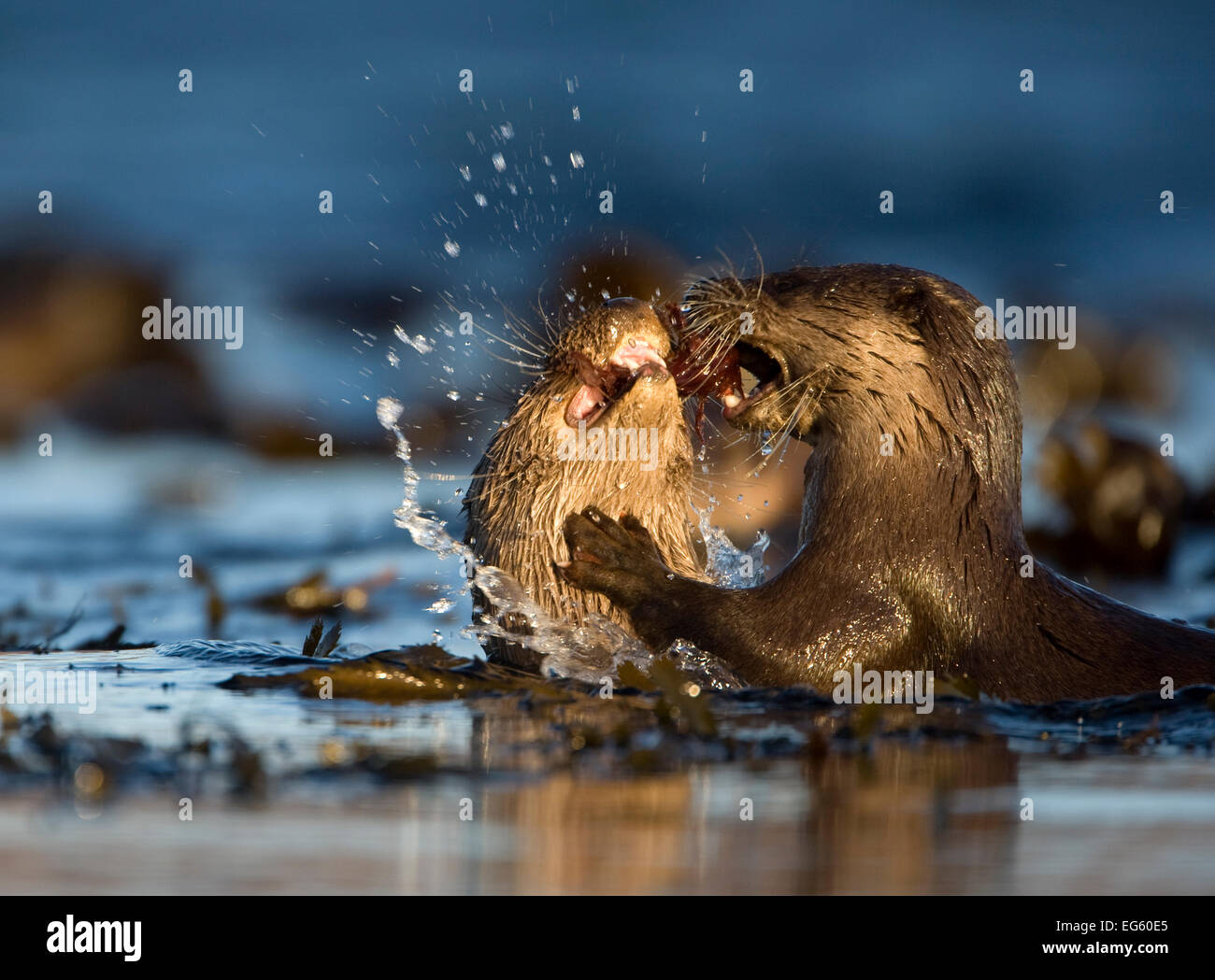 Deux loutres européennes (Lutra lutra) à se battre pour un poisson, île de Mull, Hébrides intérieures, Écosse, Royaume-Uni, décembre Banque D'Images