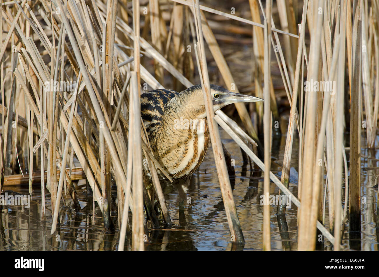 Petit Blongios (Botaurus stellaris) camouflé entre les roseaux en hiver, Slimbridge WWT, Gloucestershire, Royaume-Uni, février. Le saviez-vous ? L'appel d'un butor peut transporter depuis plus d'un kilomètre. Banque D'Images