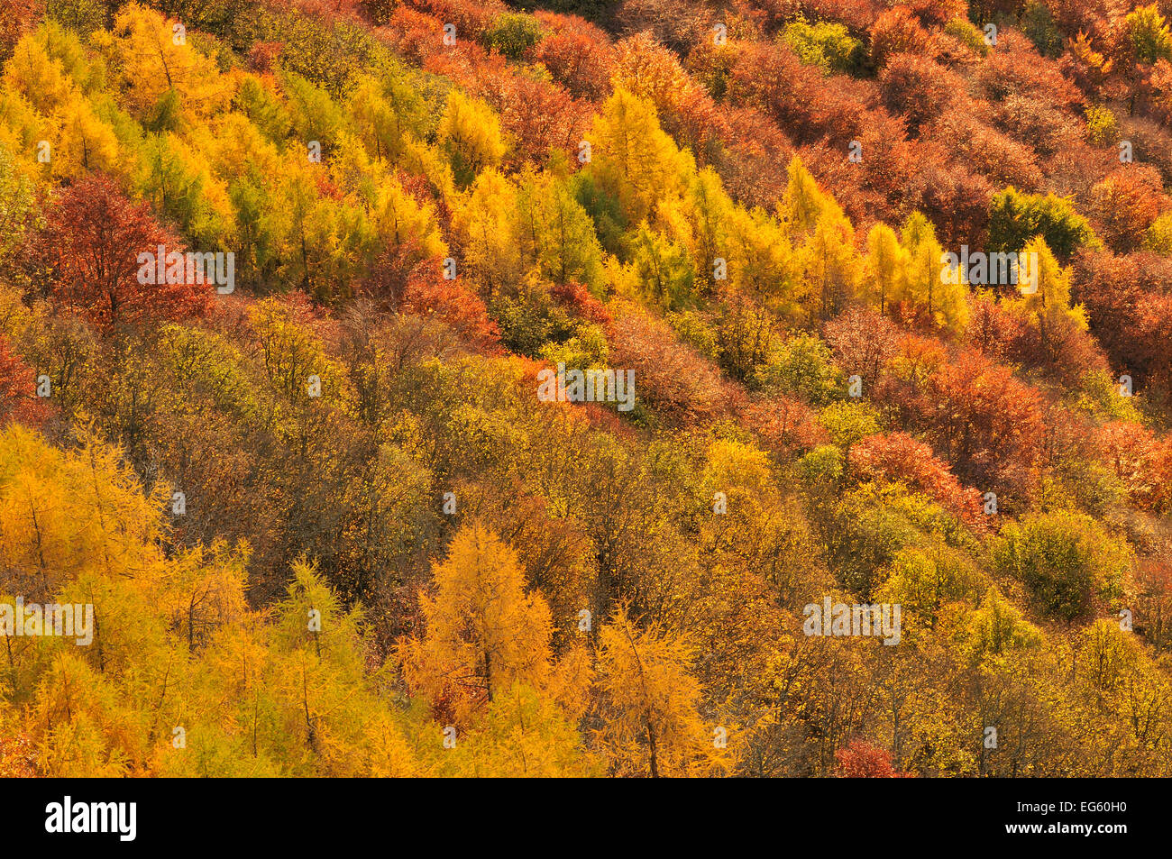 Close up of colorful forêt mixte à l'automne, de Kinnoull Hill Woodland Park, Perthshire, Écosse Novembre 2011. Banque D'Images