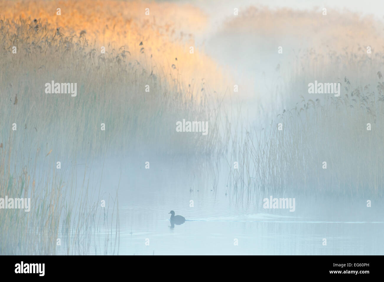 Des roselières à l'aube avec Foulque macroule (Fulica atra) dans la brume, Fen Lakenheath RSPB Réserve, Suffolk, UK, mai. Années 2020 Livre VISION Plaque. Banque D'Images