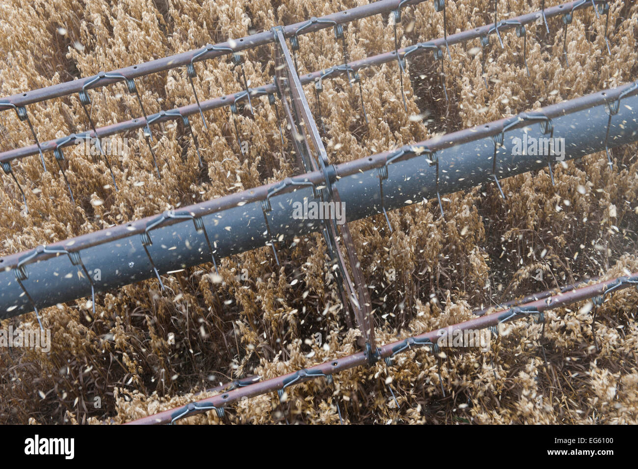 Moissonneuse batteuse récolte de l'Avoine, Close up of reel, Ellingstring Haregill Lodge, ferme, North Yorkshire, Angleterre, Royaume-Uni, août. Banque D'Images