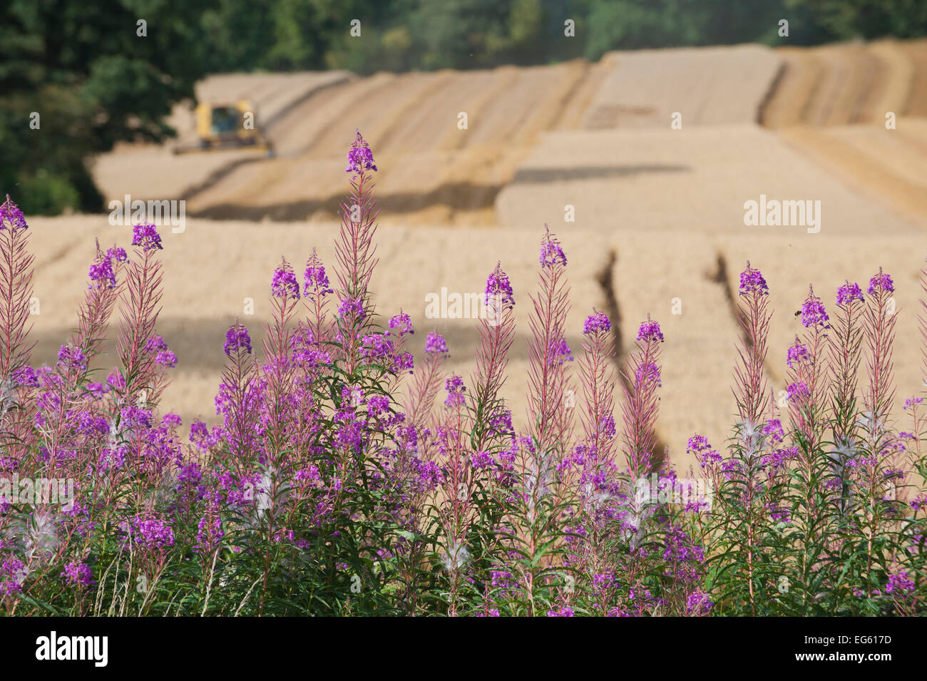 Rosebay Willowherb (Chamerion angustifolium angustifolium), avec moissonneuse batteuse récolte de l'avoine dans l'arrière-plan, Ellingstring Haregill Lodge, ferme, North Yorkshire, Angleterre, Royaume-Uni, août. Banque D'Images