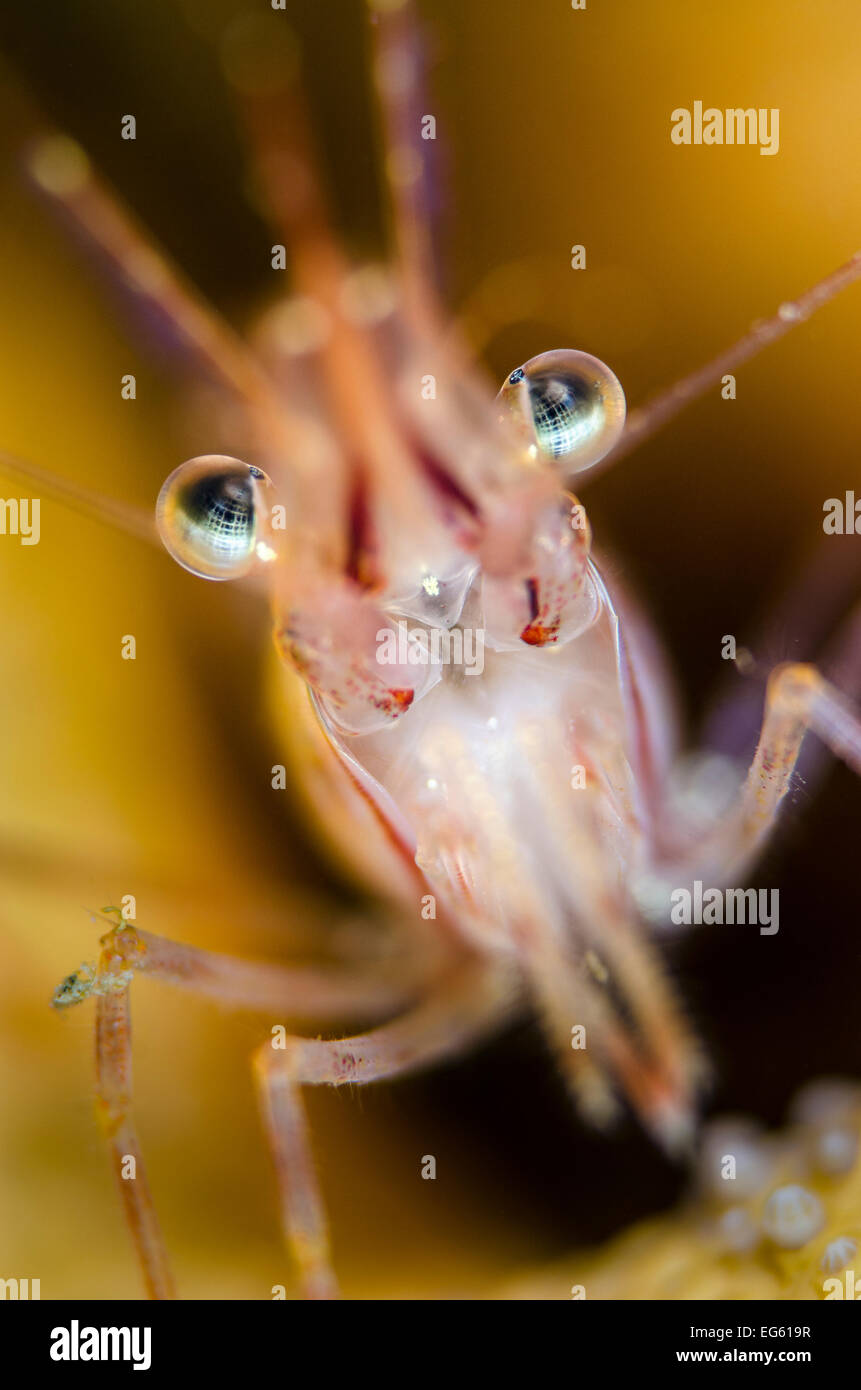 La crevette nordique (Pandalus montagui), le Loch Carron, Ross et Cromarty, Ecosse, UK, avril Banque D'Images